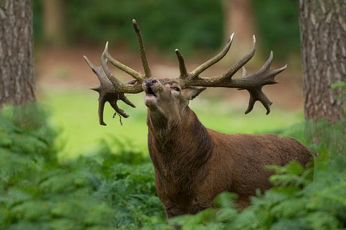 Bronstig Edelhert in boslandschap met varens