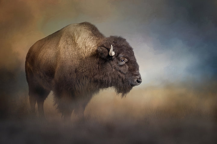 American bison by <span class="secondary-font">Diana van Tankeren</span>