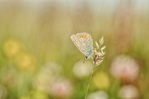 Vrolijke zachte kleuren van de vlinder en de bloemen