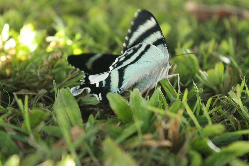 Papillon dans l'herbe par Coen van Eijken