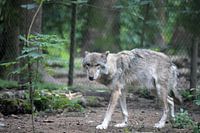 De Wolf