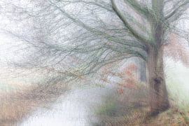 Nebliger Herbsttag von Ingrid Van Damme fotografie