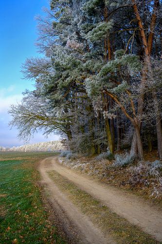 Berijpte bomen aan de rand van een bos