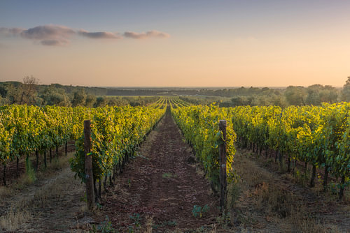 Les rangées de vignes de Bolgheri au coucher du soleil dans la campagne toscane
