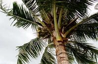 Palmboom van Marianne Bal thumbnail