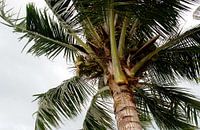 Palmboom