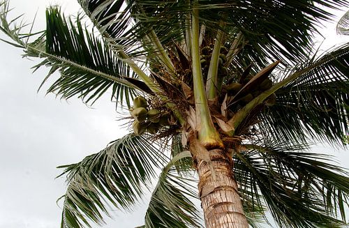 Palme am Strand von Kog Chang, Thailand