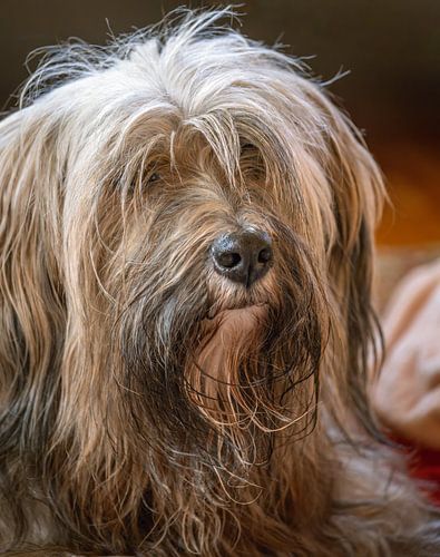 Portret van een mannelijke Tibetaanse Terrier