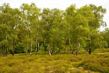 Berkenbomen op de heide. van Alie Ekkelenkamp