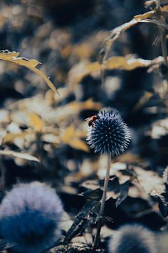 Blüte: Kugeldistel und Honigbiene. von Raaf