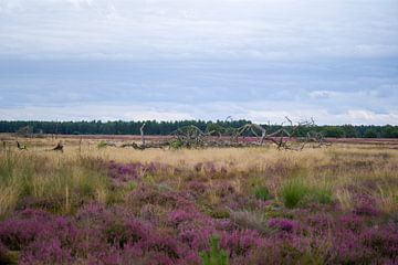 Heide van Fotografie Marco Houben