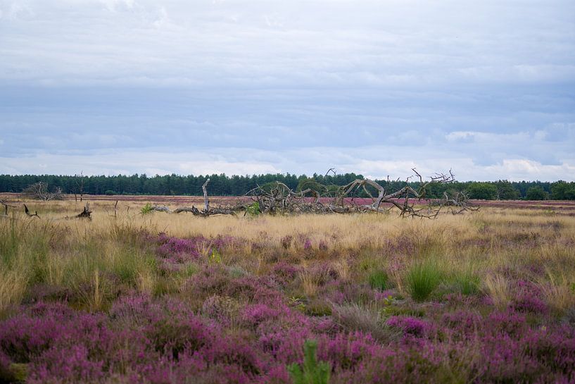 Heide by Fotografie Marco Houben