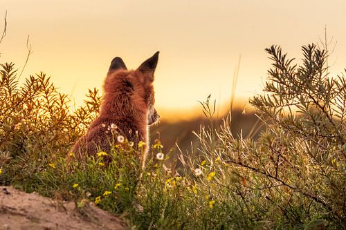 In stilte met de ondergaande zon