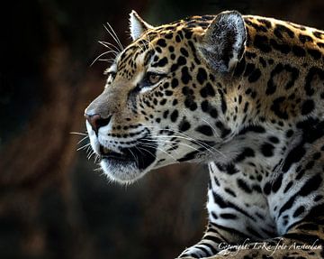 jaguar vrouw gevlekt van Loek Lobel