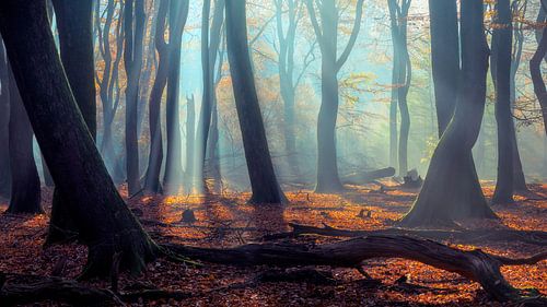 Enchanted Grove – Herbstwald mit Sonnenstrahlen