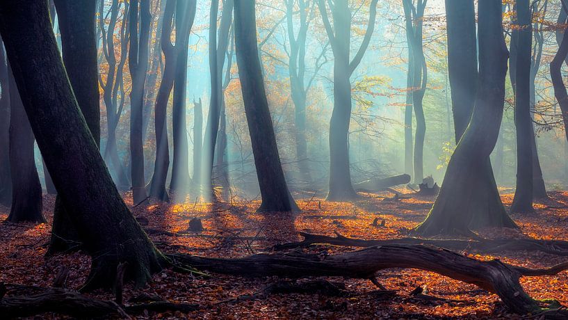 Enchanted Grove – Herbstwald mit Sonnenstrahlen von Daniel Laan