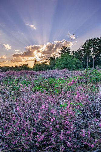Heide in bloei in "de Maashorst" in Nederland