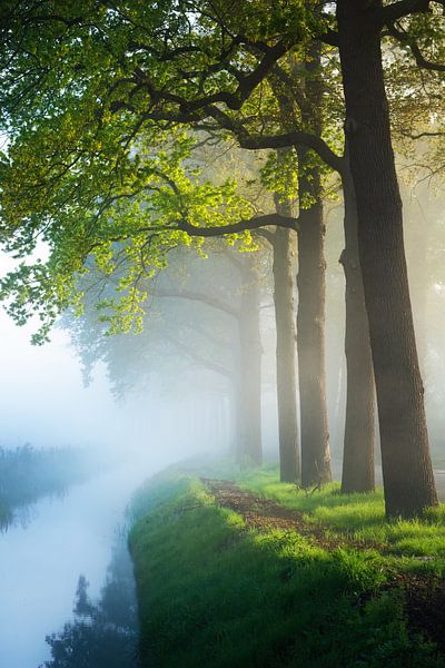 Frische grüne Eichen von Martin Podt