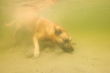 Mechelse herder onderwater by Annelies Cranendonk