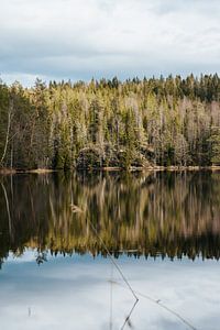 Réfléchissant avec la forêt au soleil
