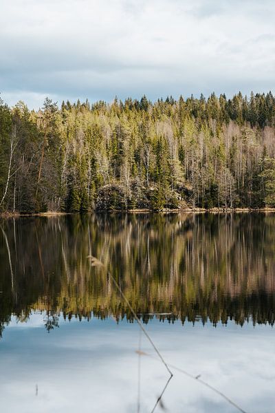 Reflective with forest in the sun by Joep van de Zandt