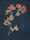 Pomegranate Blossom by Adriano Oliveira thumbnail