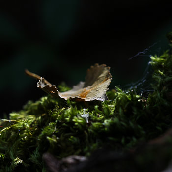 herfstblad op mos