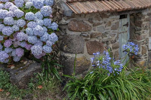 Flowering hydrangea's against old shed