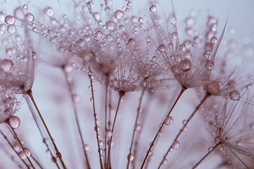 De puisjes van een paardenbloem met druppeltjes van Marjolijn van den Berg