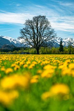 Allgäuer Löwenzahn mit Baum vor den Allgäuer Alpen von Leo Schindzielorz