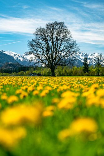 Allgäuer paardenbloem met boom voor de Allgäuer Alpen