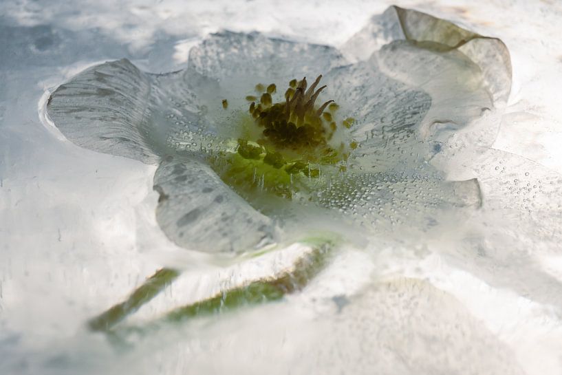 White Christmas rose in ice 2-3 by Marc Heiligenstein