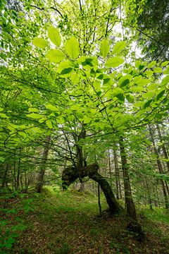 Bladverliezende boom met weelderig groen van Leo Schindzielorz