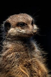 Mignon portrait d'un suricate avec du sable sur le nez