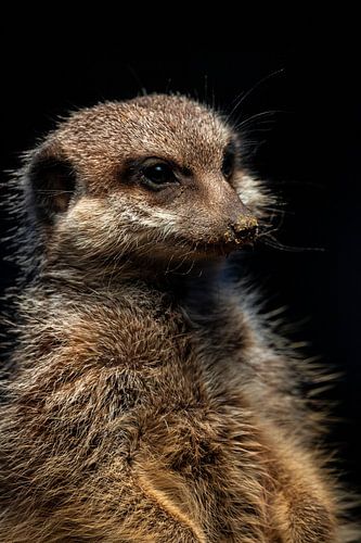 Schattig portret van een stokstaartje met zand op zijn neus