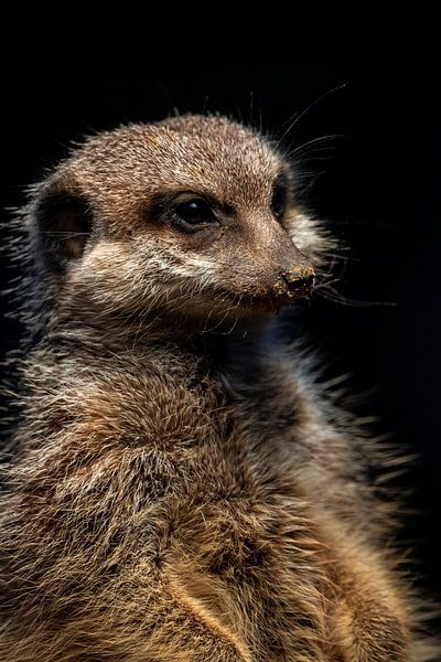 Cute portrait of a meerkat with sand on the nose by Fotos by Jan Wehnert
