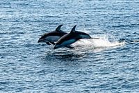 Dolphin duo
