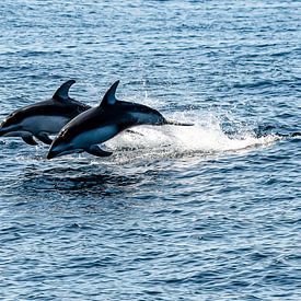 Duo de dauphins sur Kees Ham