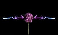 Allium Tribal