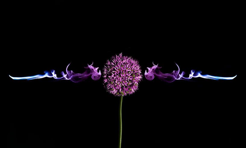 Allium Tribal von Jessica van der Mast