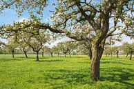 Appelbomen in een boomgaard in het voorjaar van Sjoerd van der Wal Fotografie thumbnail