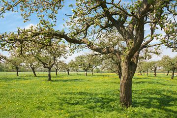 Appelbomen in een boomgaard in het voorjaar