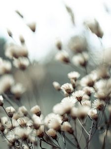 Flauschige Blumen im Winter