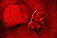 Wet Maple Leaf @ Clay Tile by images4nature by Eckart Mayer Photography thumbnail