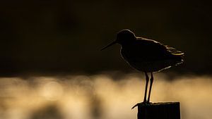 silhouette de la tourelle