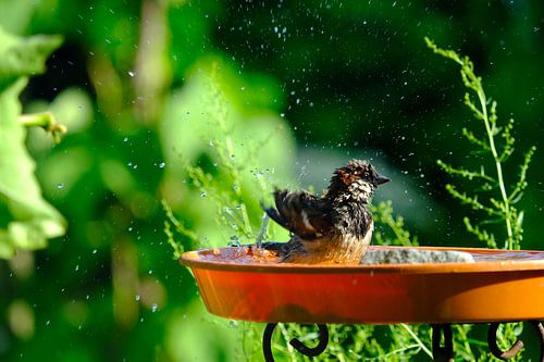 Mannetje huismus vermaakt zich in het vogelbadje
