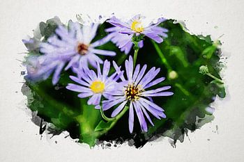 Aquarell Lila Herbstastern