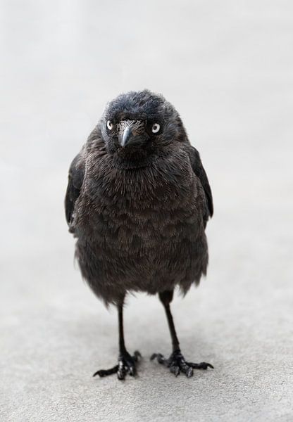 Portrait of a funny jackdaw by Sonja Foerster-Odenthal