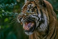 Portrait of a Sumatran tiger with "Stinky Face“ by Edith Albuschat thumbnail
