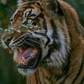 Portrait d'un tigre de Sumatra avec "Face puante sur Edith Albuschat